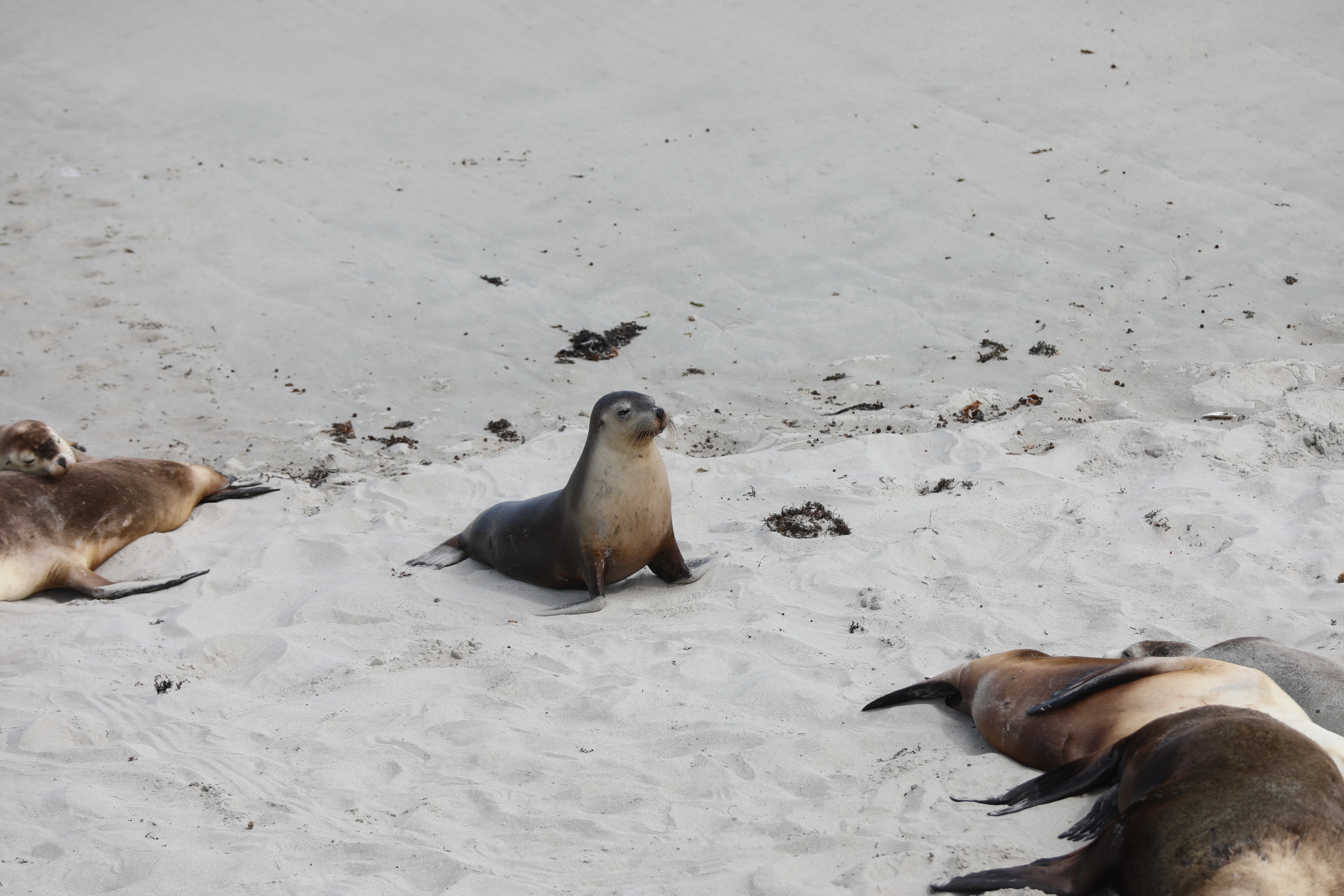 2019 09 29 14 10 53 Canon EOS 5D Mark IV 0049